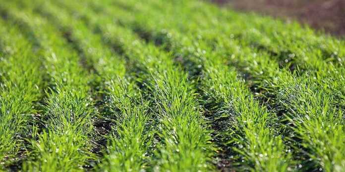 Agricom Group збільшила площі під озимою пшеницею в чотири рази