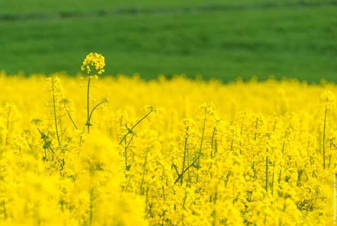 Ціни на ріпак знову досягли рекордного рівня