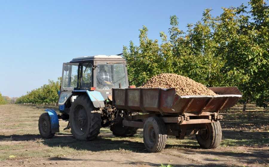 Na-Odeshhyni-gorihy-vpershe-v-Ukrayini-zbyrayut-kombajnamy-6