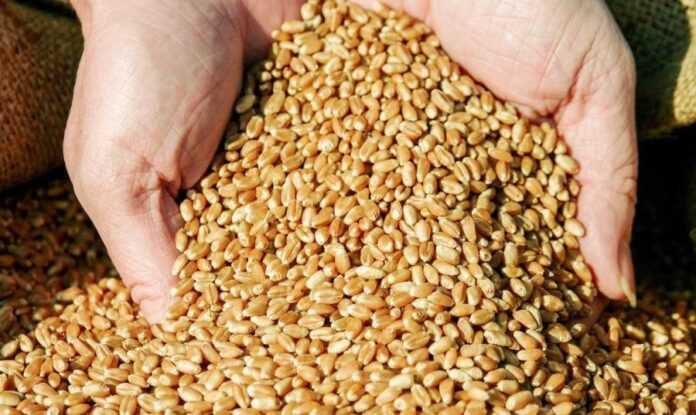 V-Ukrayini-namolotyly-33-mln-t-pshenytsi.-Skilky-urozhayu-mozhna-bezpechno-prodaty