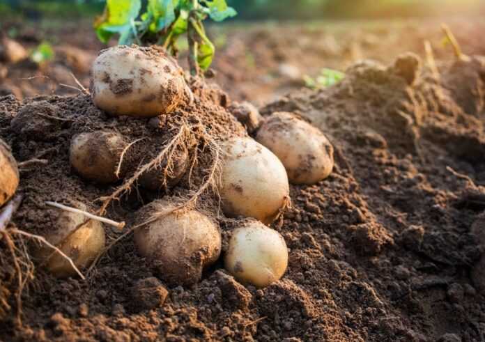 Виведено сорт картоплі з генами диких рослин стійкий до фітофторозу