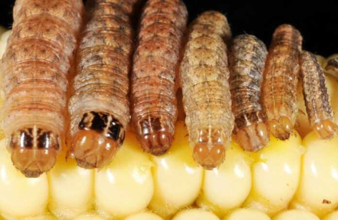 Syngenta-rozrobyla-novu-tehnologiyu-dlya-borotby-zi-shkidnykamy-