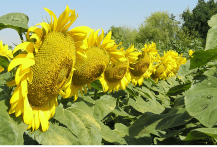 MAS-Seeds-Ukrayina-anonsuye-aktsiyu-na-tehnologiyu-Ekspres-dlya-vyrobnykiv-sonyashnyku