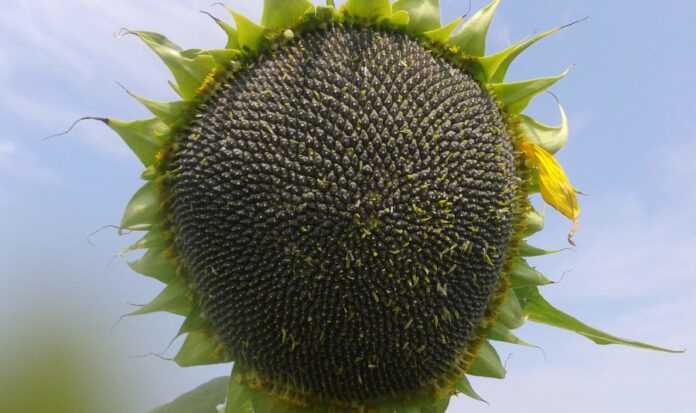 Paketna-propozytsiya-MAS-Seeds-na-tehnologiyu-Clearfield-Plus-staye-dostupnishoyu-
