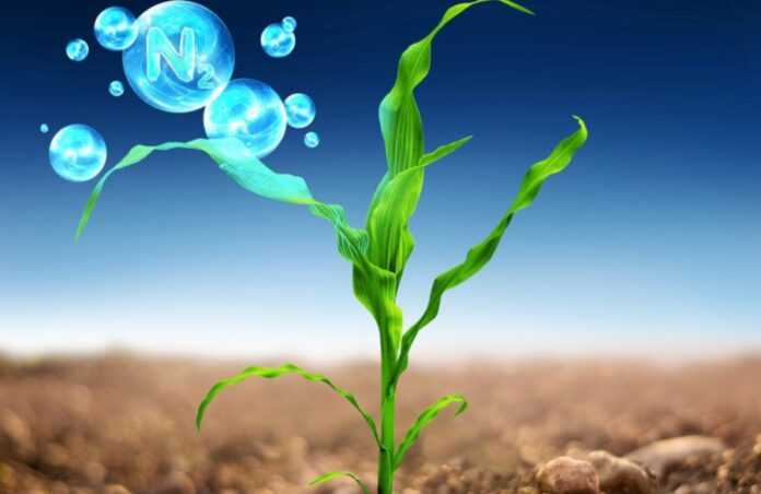 Corteva-Agriscience-predstavlyaye-optymizator-efektyvnosti-zhyvlennya-Blu-N