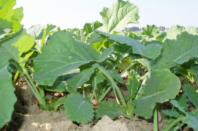 KSG-Agro-zbilshyv-posivy-ripaku-shhob-pidvyshhyty-urozhajnist-pshenytsi