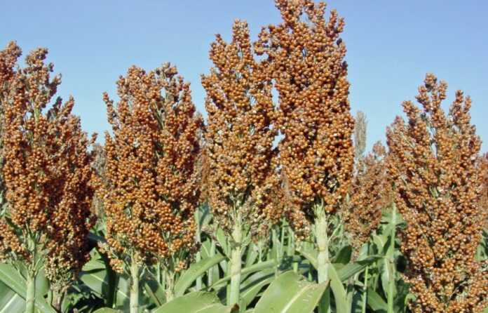 Ukrayinski-agrariyi-vse-chastishe-ploshhi-pid-kukurudzu-vidvodyat-dlya-sorgo