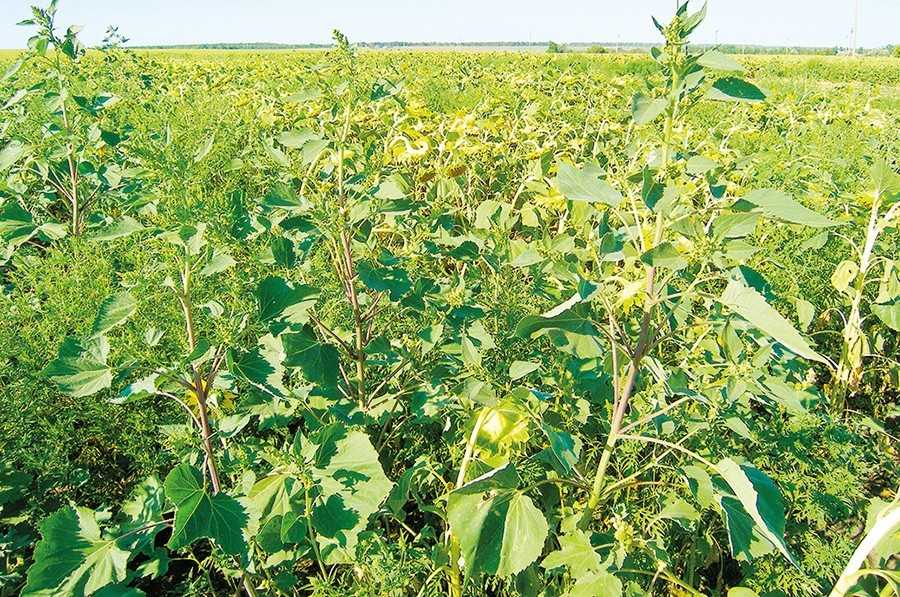 Чорнощир звичайний (Cyclachaena xanthiifolia (Nutt.) Fresen.) та амброзія полинолиста (Ambrosia artemisiifolia L.) у посівах соняшнику Чорнощир звичайний (Cyclachaena xanthiifolia (Nutt.) Fresen.) та амброзія полинолиста (Ambrosia artemisiifolia L.) у посівах соняшнику