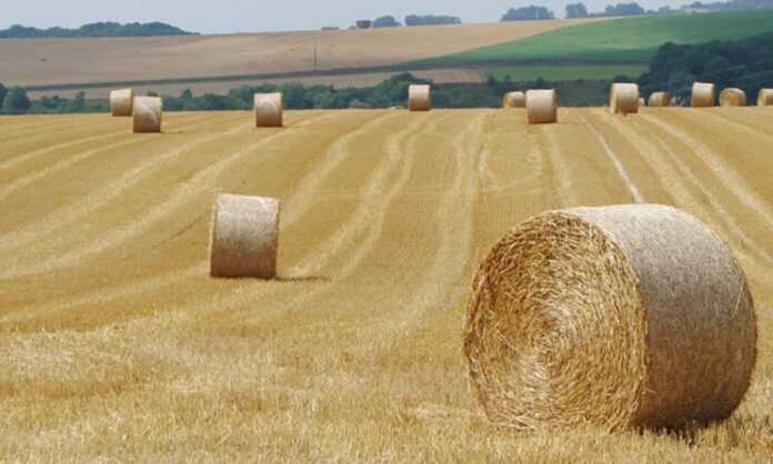 HF-Agro-vyhodyt-na-rynok-dyskovyh-borin-dlya-efektyvnogo-obrobitku-sterni