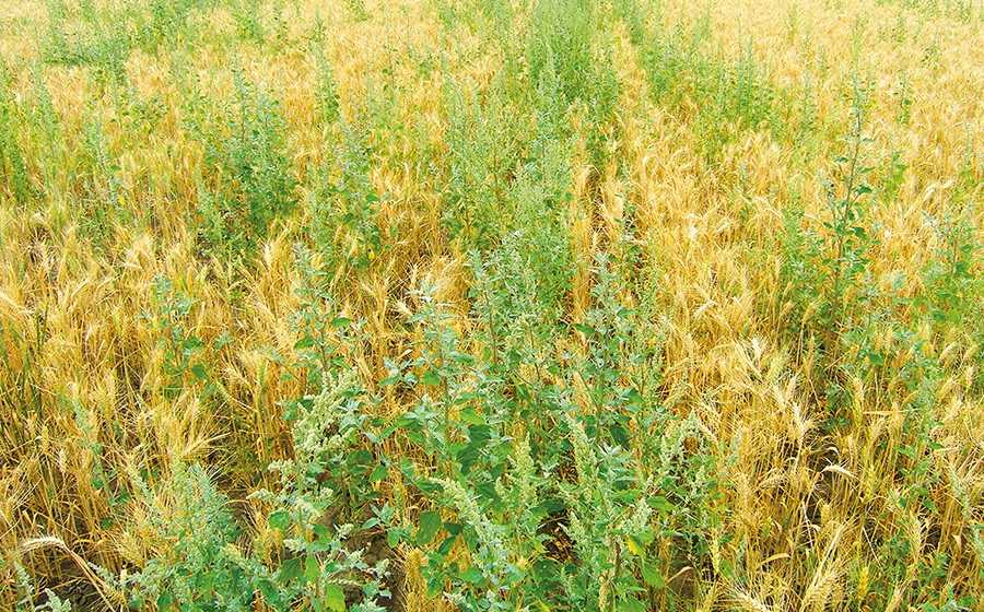 Лобода біла (Chenopodium album L.) у посівах пшениці озимої Лобода біла (Chenopodium album L.) у посівах пшениці озимої