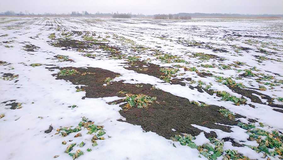 Рівномірний розподіл рослин по полю та оптимальна густота важливі для економії ресурсів і отримання максимального прибутку з гектара1 Рівномірний розподіл рослин по полю та оптимальна густота важливі для економії ресурсів і отримання максимального прибутку з гектара1