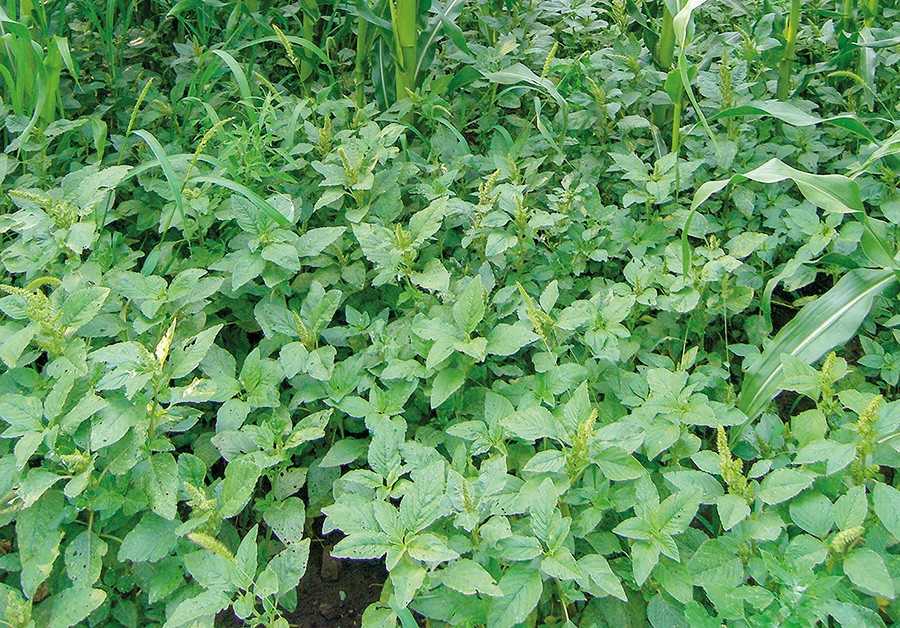Щириця звичайна (Amaranthus retroflexus L.) у посівах кукурудзи Щириця звичайна (Amaranthus retroflexus L.) у посівах кукурудзи