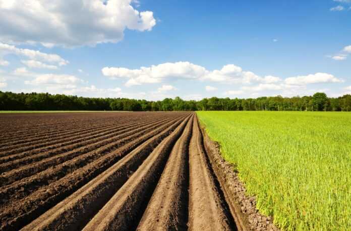 YAk-optymizuvaty-vytraty-na-vyroshhuvannya-silgospkultur-diznajtesya-na-forumi-Den-Agronoma