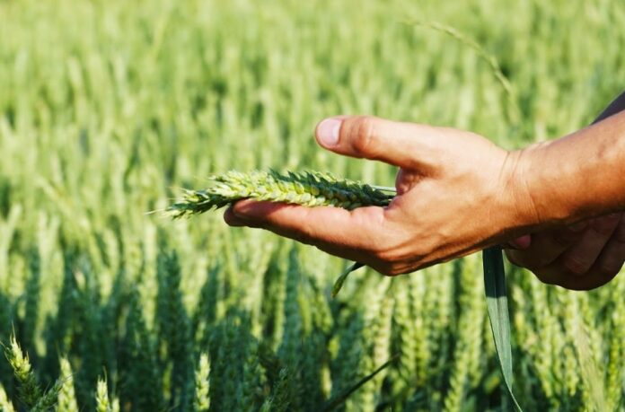 YAk-pidvyshhyty-rentabelnist-agrobiznesu-diznajtesya-na-forumi-Den-Agronoma-