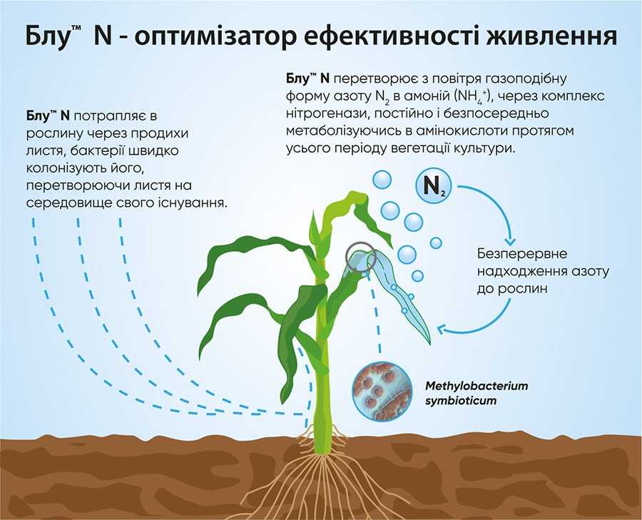 БЛУ™ N – фіксуй азот з повітря! БЛУ™ N – фіксуй азот з повітря!