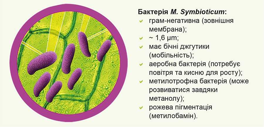 БЛУ™ N – фіксуй азот з повітря! БЛУ™ N – фіксуй азот з повітря!