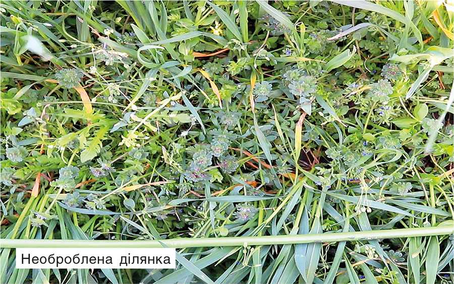 Efektyvnist-Atlantis-Star-AgroArena-Pivden-s.-SHevchenkove-Mykolayivska-oblast-vesna-2020-obrobka-u-fazu-VVSN-21 Efektyvnist-Atlantis-Star-AgroArena-Pivden-s.-SHevchenkove-Mykolayivska-oblast-vesna-2020-obrobka-u-fazu-VVSN-21