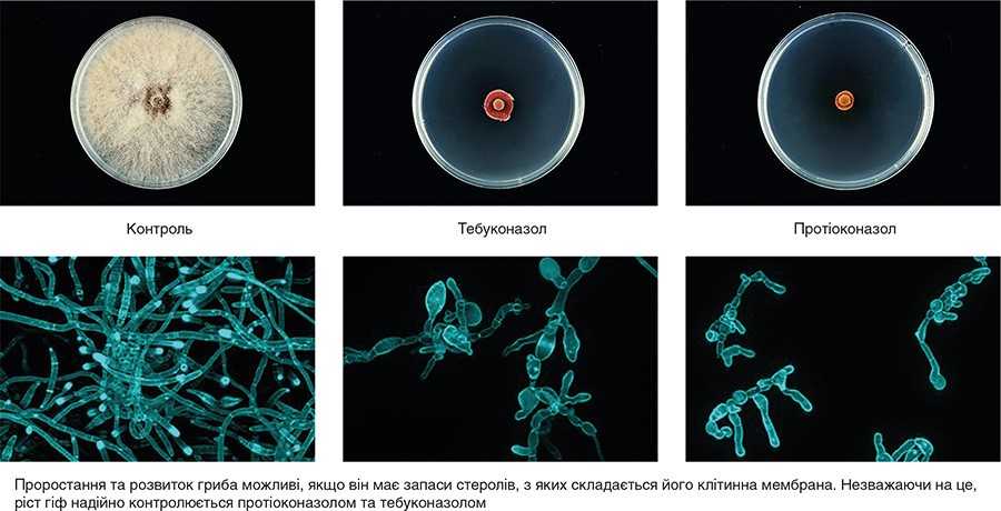 Рис 8. Контроль розвитку Fusarium graminearum тебуконазолом та протіоконазолом Рис 8. Контроль розвитку Fusarium graminearum тебуконазолом та протіоконазолом