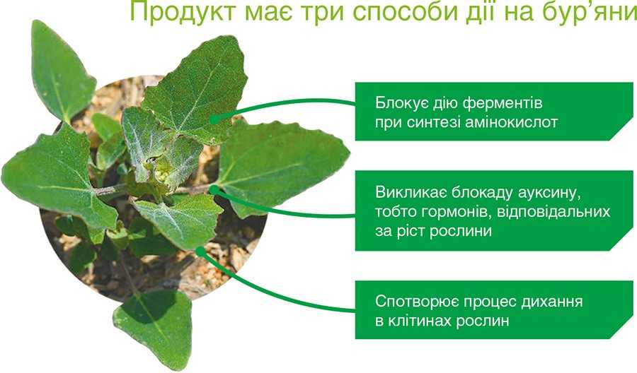 Твіст® забезпечує високу ефективність у боротьбі з найширшим спектром широколистяних бур’янів, включаючи важкоконтрольовані кропиву, жабрій, лободу, підмаренник чіпкий, амброзію, фумарію та герань Твіст® забезпечує високу ефективність у боротьбі з найширшим спектром широколистяних бур’янів, включаючи важкоконтрольовані кропиву, жабрій, лободу, підмаренник чіпкий, амброзію, фумарію та герань