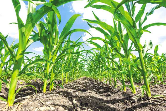 Біостимулятори рослин. Стан ринку, види та особливості застосування