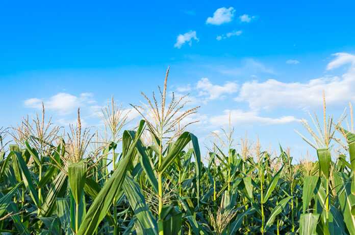 Мерлін® Флекс Дуо гербіцид для захисту кукурудзи, який адаптується до ваших потреб!