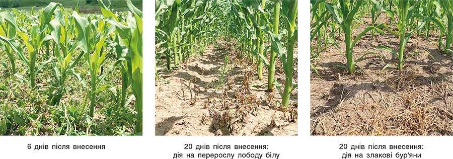 Сігур (0,25 кг_га) + ПАР Омега Плюс (0,5 л_га), робочий розчин 150 л_га Сігур (0,25 кг_га) + ПАР Омега Плюс (0,5 л_га), робочий розчин 150 л_га