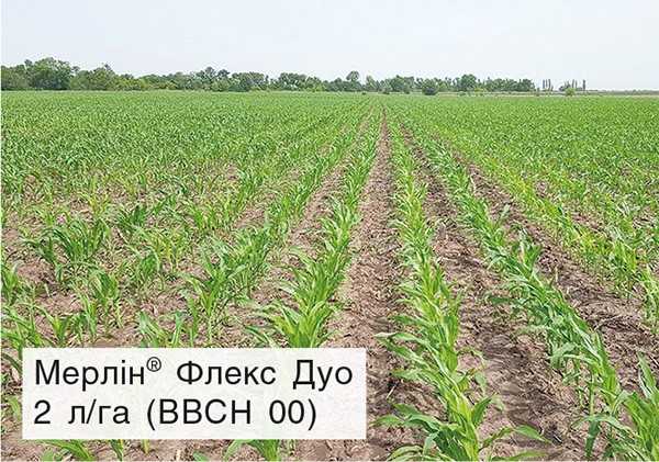 ТОВ «Лебедюк», Сумська область, 4 тижні після внесення ТОВ «Лебедюк», Сумська область, 4 тижні після внесення