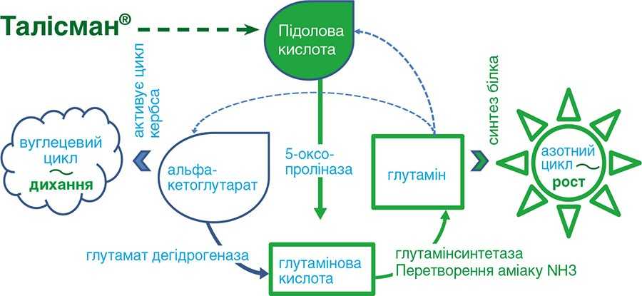 Талісман®. чудодійна допомога, обгрунтована провідною наукою Талісман®. чудодійна допомога, обгрунтована провідною наукою2