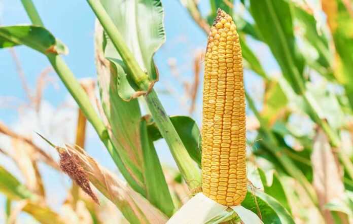 Corn-Corteva