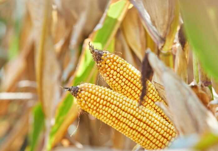 Corteva-Agriscience-perehodyt-na-yedynu-pryamu-model-vedennya-nasinnyevogo-biznesu-v-Ukrayini