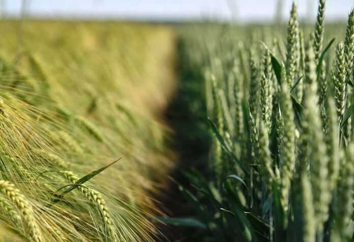 Syngenta-v-Ukrayini-predstavyla-rushij-zmin-dlya-agrariyiv