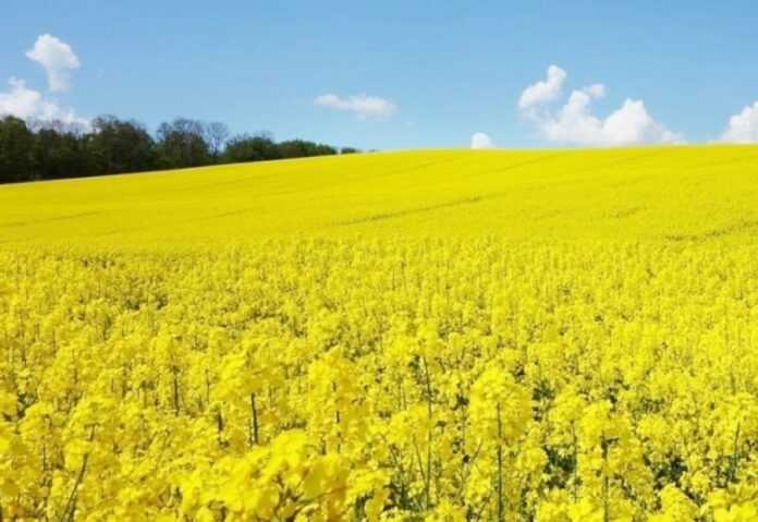 Za-ostannij-tyzhden-onovylysya-tsiny-na-ukrayinskyj-ripak