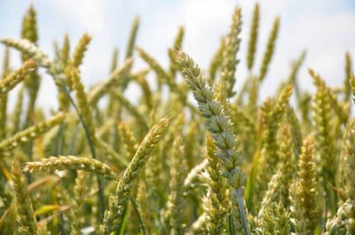 FAO-nadast-ukrayinskym-fermeram-nasinnya-ozymoyi-pshenytsi