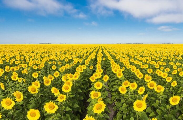 Україна може перейти з посіву кукурудзи на олійні в 2023 році