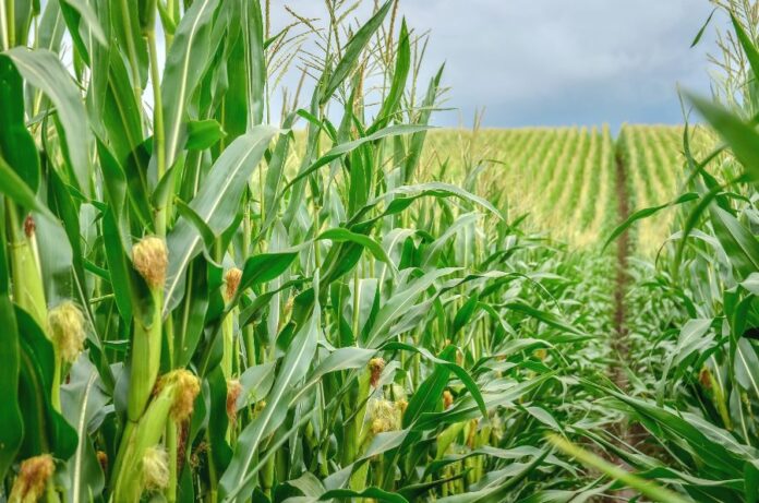 Novi-zasoby-zahystu-roslyn-ta-nasinnya-kukurudzy-u-portfeli-IFAGRI