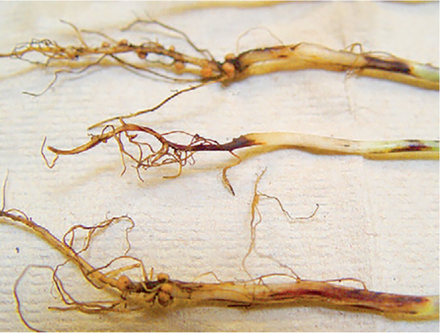 Рис. 1. Фузаріоз сої Rys.-1.-Fuzarioz-soyi