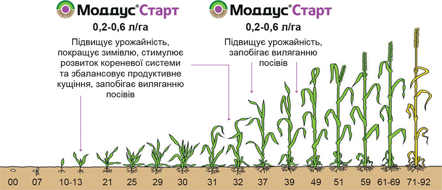 Moddus-Start-efektyvnyj-menedzher-posiviv-1 Moddus-Start-efektyvnyj-menedzher-posiviv-1