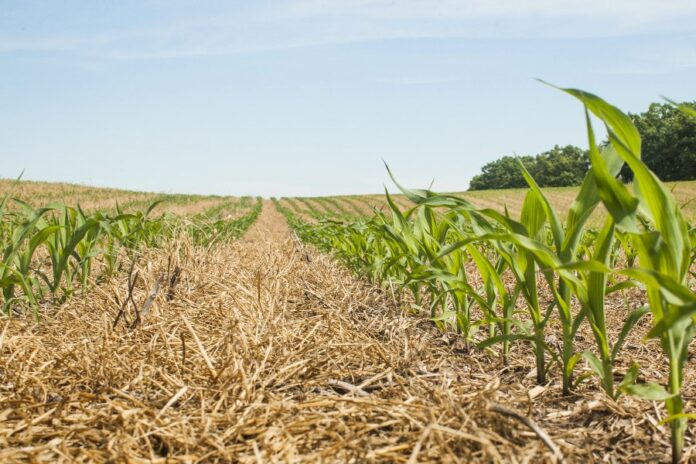 No-till-corn-field