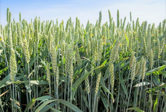 Syngenta-nastupnogo-roku-vypustyt-novyj-typ-pshenytsi