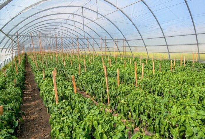 U-Minagropolityky-nazvaly-gospodarstva-yaki-otrymayut-granty-na-teplytsi