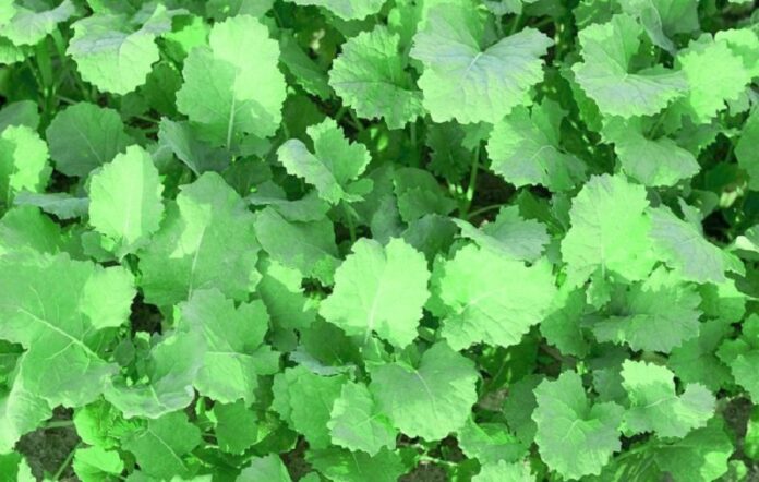 Agroholdyng-Agrejn-zbilshyv-ploshhi-pid-ozymym-ripakom-ta-ozymoyu-pshenytseyu