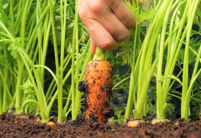 USAID-ta-kompaniya-Bajyer-bezkoshtovno-nadadut-agrariyam-nasinnya-ovochiv