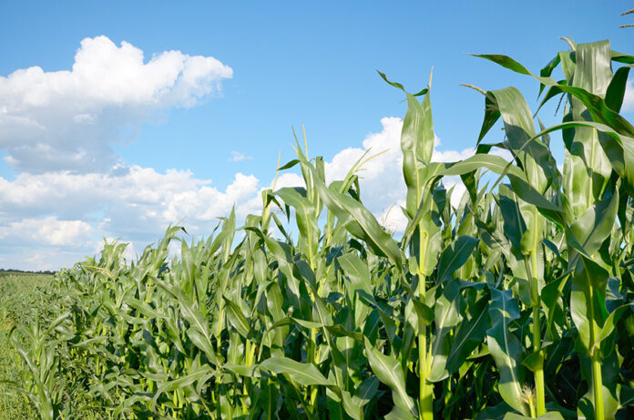Efektyvnist-i-ekonomichne-obgruntuvannya-biologichnyh-protrujnykiv-Indigo-Agrikalche