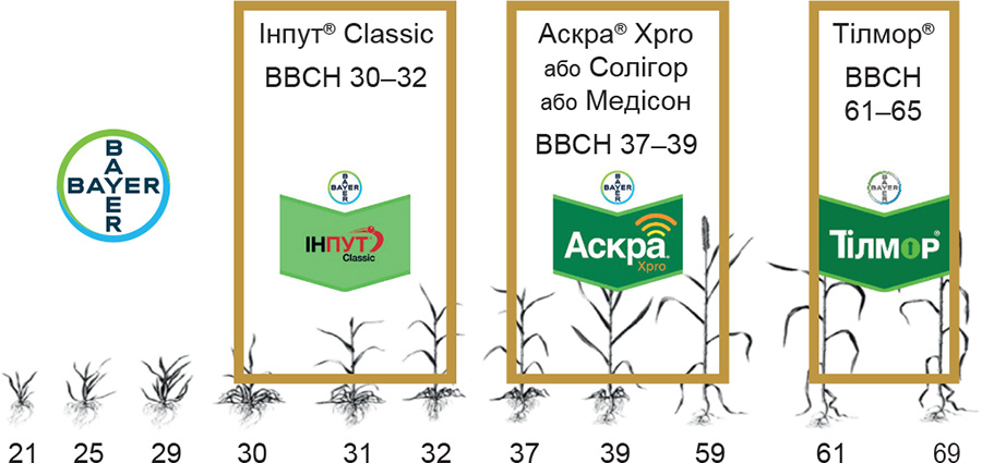 Rys.-1.-Vykorystannya-Input-Classic-za-vysokogo-potentsialu-urozhayu-ta-vysokogo-tysku-zbudnykiv-hvorob-u-systemi-zahystu-ozymoyi-pshenytsi