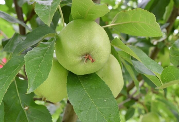 Sammit-Agro-YUkrejn-zaproshuye-sadivnykiv-do-uchasti-u-vebinari-2
