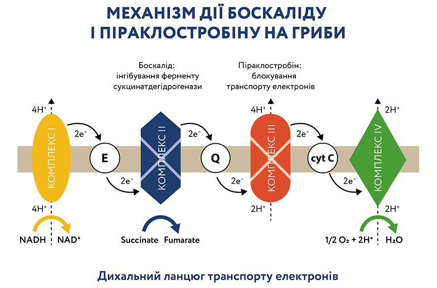 Telamus_-1300-px-2-1 Telamus_-1300-px-2-1