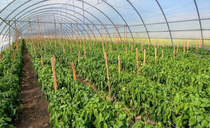 Agrariyi-otrymayut-432-mln-grn-grantiv-na-stvorennya-sadiv-ta-teplyts-shhe-ne-pizno-podaty-zayavku