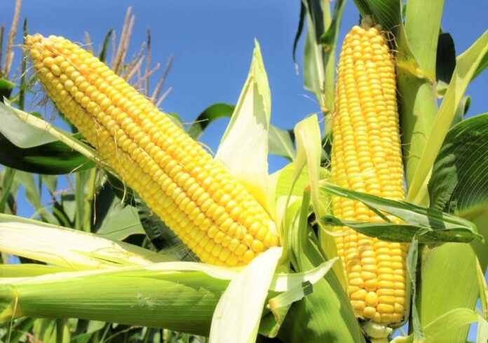 Fermery-mozhut-otrymaty-nasinnya-kukurudzy-v-mezhah-dopomogy-USAID