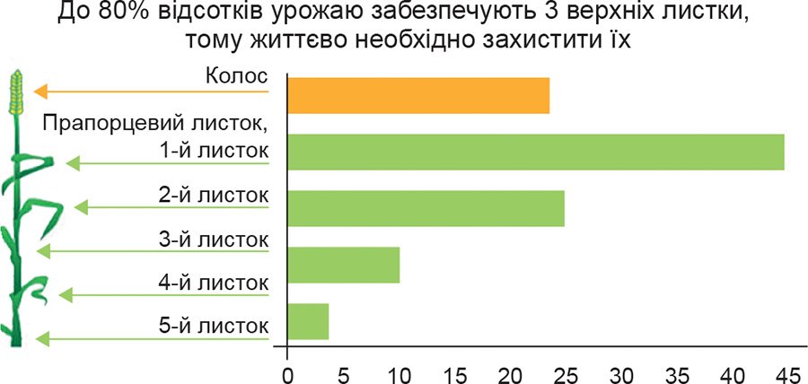Рис. 1. Важливість 3-х верхніх листків і колосу для урожаю пшениці (внесок в утворення врожаю, %). Використання КАС дає змогу подовжити термін функціональної активності листків Rys.-1.-Vazhlyvist-3-h-verhnih-lystkiv-i-kolosu-dlya-urozhayu-pshenytsi-vnesok-v-utvorennya-vrozhayu-.-Vykorystannya-KAS-daye-zmogu-podovzhyty-termin-funktsionalnoyi-aktyvnosti-lystkiv