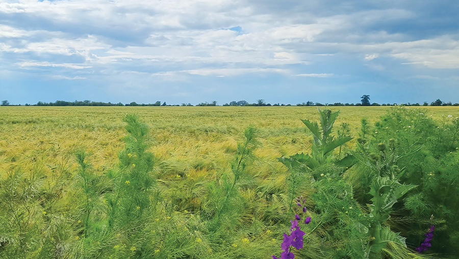 Рис. 2. Відмінний захист посівів озимого ячменю гербіцидом Дербі® на фоні огріху. Господарство «Отрада Агро», Херсонська обл., 2021 р. Rys.-2.-Vidminnyj-zahyst-posiviv-ozymogo-yachmenyu-gerbitsydom-Derbi-na-foni-ogrihu.-Gospodarstvo-Otrada-Agro-Hersonska-obl.-2021-r.